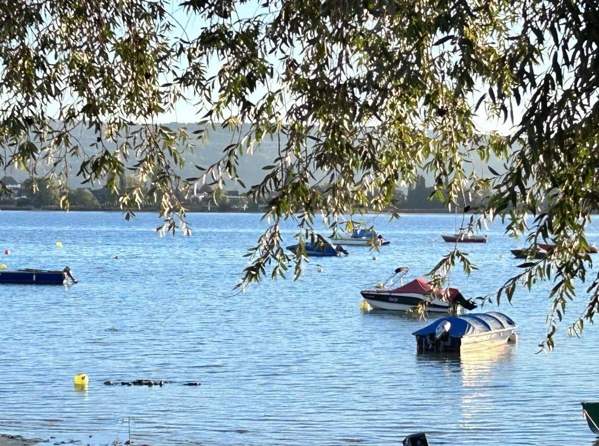 Boote auf blauem Seewasser unter den Zweigen einer Weide.
